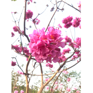 践行绿色责任，共筑生态家园 | 我司捐赠紫花风铃木于马腰岭公